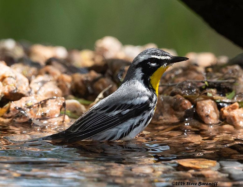 _B237476 yellow-throated warbler.jpg